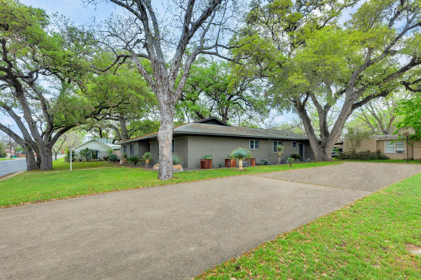Colossal Oaks on Walnut St | Corner Lot | Downtown